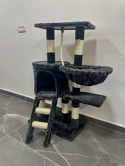 ���� ����� ��� 156
