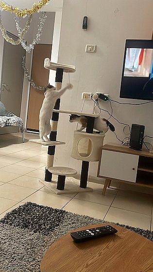 ���� ����� ��� 148