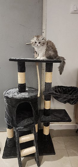 ���� ����� ��� 156