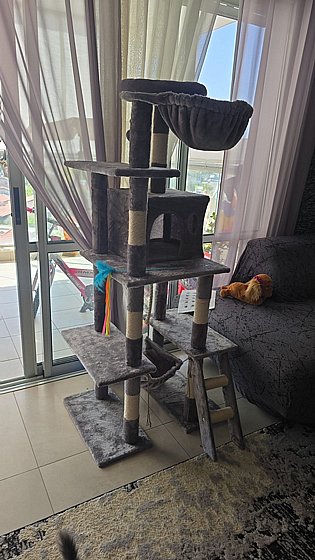 ���� ����� ��� 230